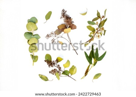 Spring leaves on a white background. Eucalyptus. View from above