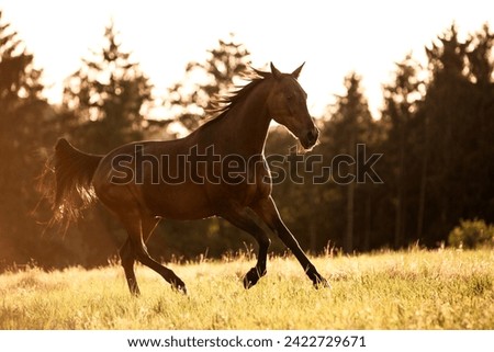 Brown horse is galloping cantering across a field in sunset
