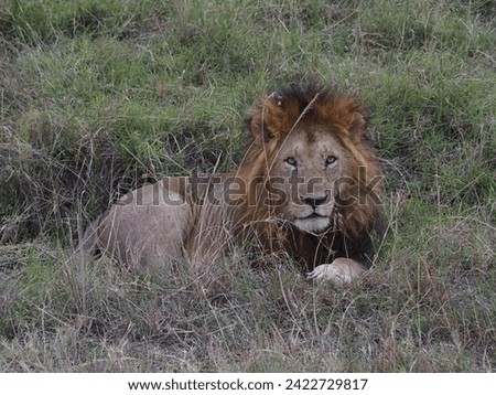 A male lion looks directly into the lens while resting in the tall grass of the African savannah