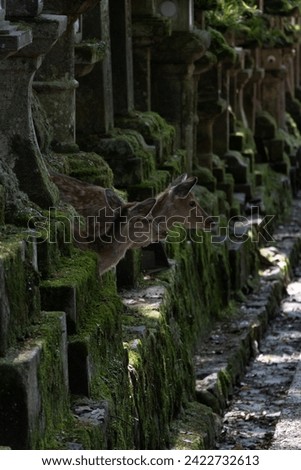Atmospheric picture of deer at a temple in Nara Japan. Two deer peek pensively out of mossy stone sculptures looking right. The fore and background feature more moss covered statues, and stone steps.