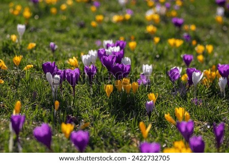 Field of flowering crocus vernus plants, group of bright colorful early spring flowers in bloom, green grass Royalty-Free Stock Photo #2422732705