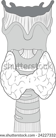 vector illustration of diagram of thyroid gland, Thyroid gland and trachea shown, Human endocrine system. Medical internal organ vector illustration.	 Royalty-Free Stock Photo #2422733263