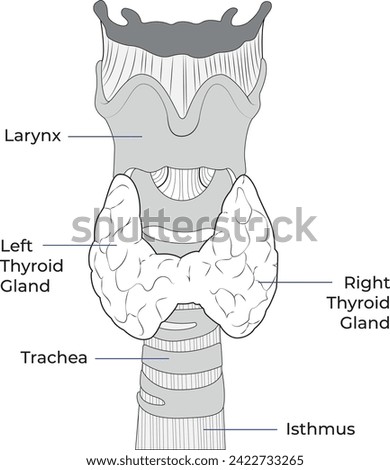 vector illustration of diagram of thyroid gland, Thyroid gland and trachea shown, Human endocrine system. Medical internal organ vector illustration.	 Royalty-Free Stock Photo #2422733265