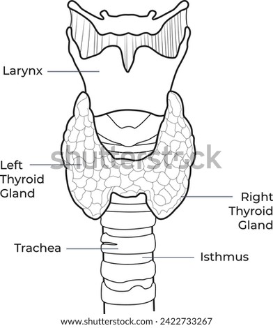 vector illustration of diagram of thyroid gland, Thyroid gland and trachea shown, Human endocrine system. Medical internal organ vector illustration.	 Royalty-Free Stock Photo #2422733267