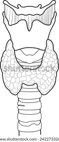 vector illustration of diagram of thyroid gland, Thyroid gland and trachea shown, Human endocrine system. Medical internal organ vector illustration.	 Royalty-Free Stock Photo #2422733269