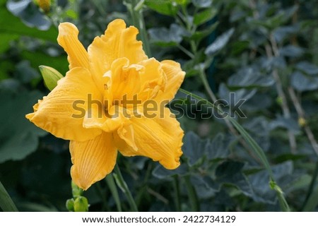 Beautiful double yellow flower of daylily variety Hemerocallis Enchanted Forest. Blooming spring flowers in the garden. Varieties of daylilies. Royalty-Free Stock Photo #2422734129