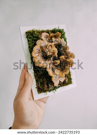 Real Preserved Turkey Tail Mushrooms in White Frame, Mini 3D Wall Art Botanical Sculpture, Plant Painting, Gothic Home Decor, Forest Wall Art, Vintage Home Decor, Trametes Versicolor Preserved Fungi 