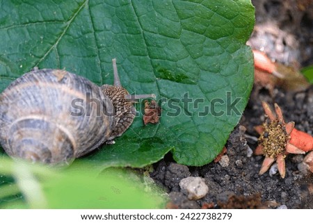 Snail on green leaf. Common garden snail on leaf on soil background Royalty-Free Stock Photo #2422738279