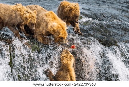 Alaskan brown bear hunting salmon in brooks falls in Alaska Royalty-Free Stock Photo #2422739363