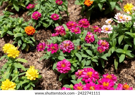 Zinnia flower in the garden Royalty-Free Stock Photo #2422741111