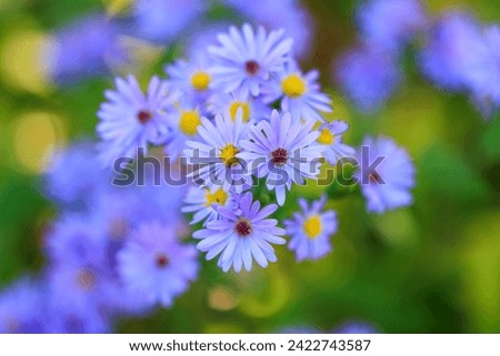 Pretty blue aster flowers blooming in the garden