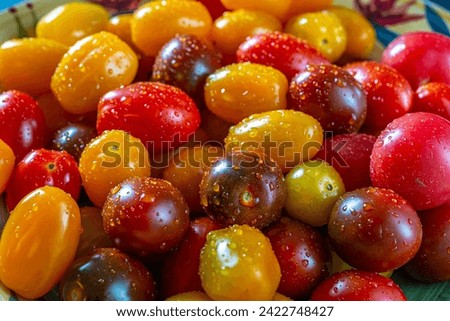 cherry tomato is a type of small round tomato believed to be an intermediate genetic admixture between wild currant-type tomatoes and domesticated garden tomatoes Royalty-Free Stock Photo #2422748427