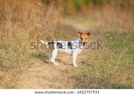 A cute Jack Russell Terrier dog walks in nature. Pet portrait with selective focus and copy space for text