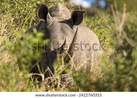A magnificent white rhino on full alert while concealing its formidable bulk in the African bushveld in a game reserve in Africa. Royalty-Free Stock Photo #2422760353