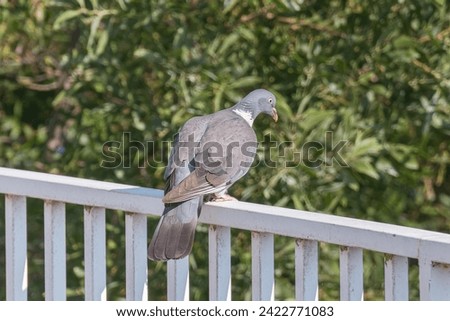 Close up of a wood pigeon perched on a fence in the sun