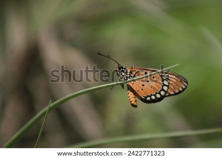 A plain tiger butterfly (Danaus chrysippus) is perched on the top of a branch Royalty-Free Stock Photo #2422771323