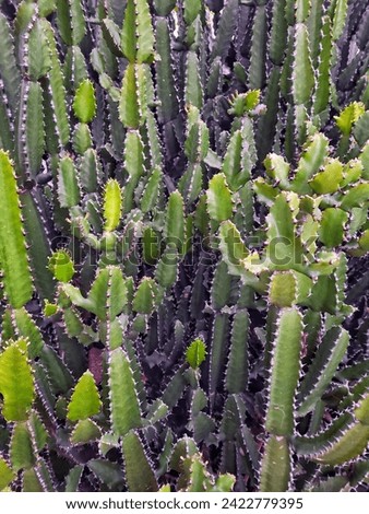 Close up picture of lush Candle cactus plant grow as garden decoration