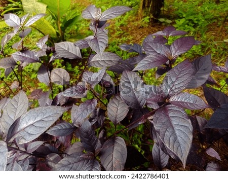 Alternanthera brasiliana, also known as large purple alternanthera, metal weed, bloodleaf, parrot leaf, ruby leaf, Brazilian joyweed Royalty-Free Stock Photo #2422786401