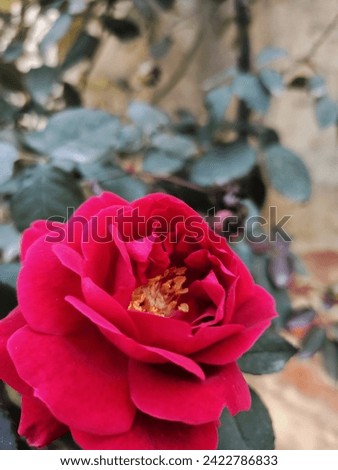 "Captivating rose blooms in exquisite detail. High-quality stock photo capturing the timeless beauty of a delicate rose in full bloom."