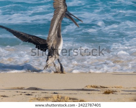 Beautiful pelican taking flight from a beach in Cancun Royalty-Free Stock Photo #2422787401