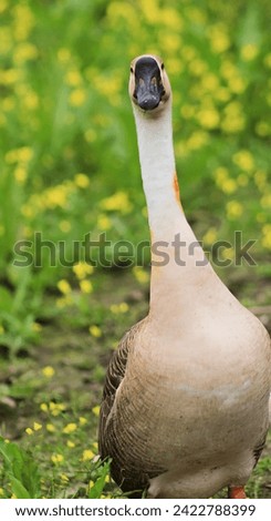 Beautiful swan is a wonderful picture bird