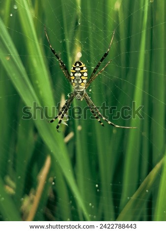 spiders make homes in the grass 