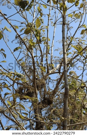 a large tree with many stems sticking out and some of the leaves eaten by caterpillars during the day