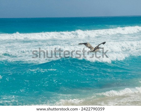 Pelican flying over the water on a beach in Cancun Royalty-Free Stock Photo #2422790359