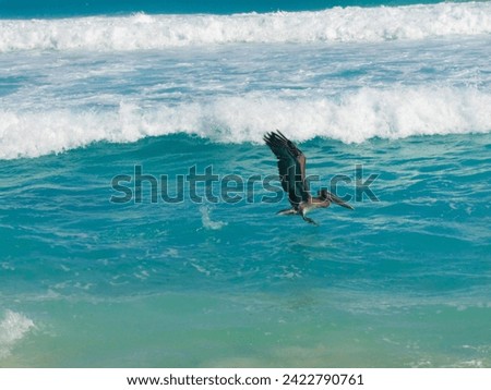 Pelican coming out of the water on a beach in Cancun Royalty-Free Stock Photo #2422790761