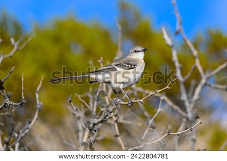 A Northern Mockingbird at Big Bend National Park in Texas