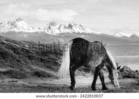 Horse grazing with mountain range in the background. Black and white. Ushuaia
