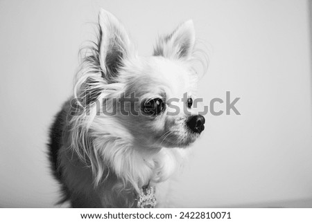 Black and White Close Up Image of a Longhair Chihuahua Dog Cute and Adorable Pet Portrait 
