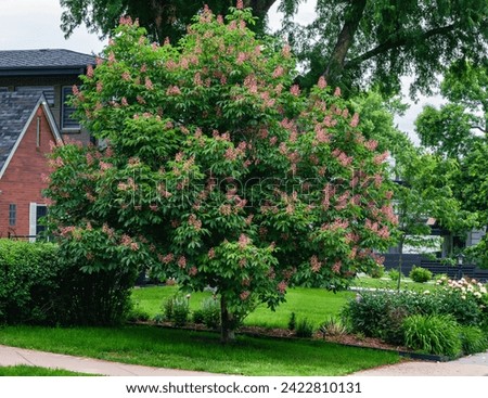 A Red Horse Chestnut tree blooming in the front yard of a home in early Summer. Royalty-Free Stock Photo #2422810131