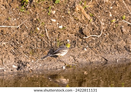 A Citrine wagtail is drinking water Royalty-Free Stock Photo #2422811131