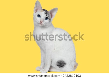 Japanese bobtail cat in isolated background .cute and lovely cats
