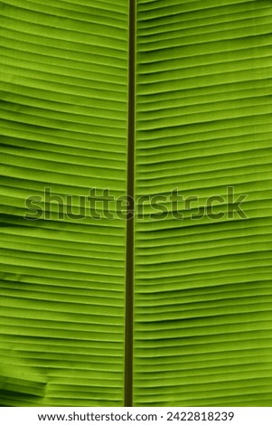 Banana leaf image, wallpaper background