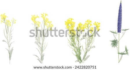 Brassica napus,Lupinus polyphyllus and shrubs in summer isolated on white background. Forestscape. High quality clipping mask. Forest and green foliage