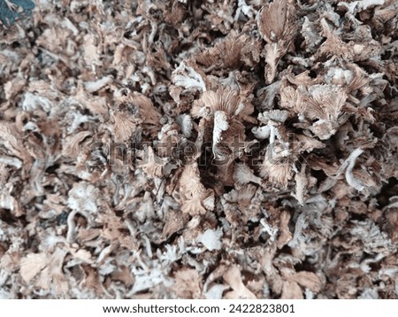 The picture shows a close-up view of dried, crumbled brown grigit - gerigit mushroom or Schizophyllum commune in a traditional market.