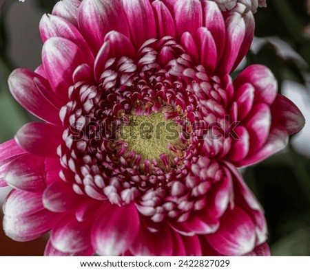 Selective focus on a pink flower gerber with blur background. Pink Gerbera in the garden. Blooming pink Gerbera flower close-up on a green background. Copy space. Beautiful blooming pink gerbera