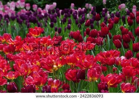 Tulips in garden. Colored blooming tulips. Close up picture of a tulip flower.