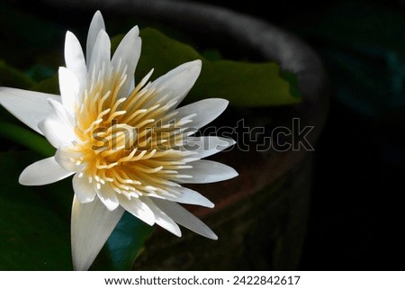 Close up blooming beautiful white lotus flower with dark background. Royalty-Free Stock Photo #2422842617