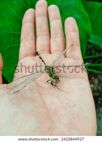 Hand holding dead green marsh hawk dragonfly 