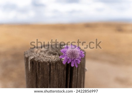 Purple flower on a log with out of focus background