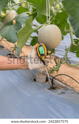 Use soil PH meter for check the PH value in melon farm