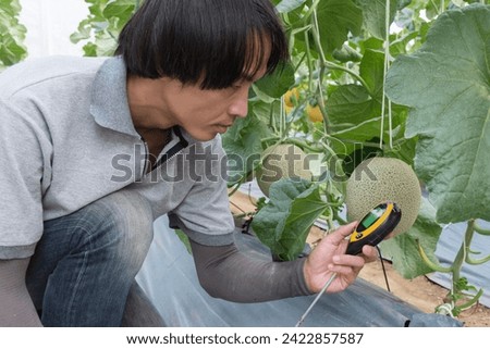 The man Use soil PH meter for check the PH value of melon farm