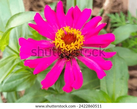 Dahlia flowers are also called Candle Dahlia Flowers. It has a very tempting color, namely pink. So pretty.