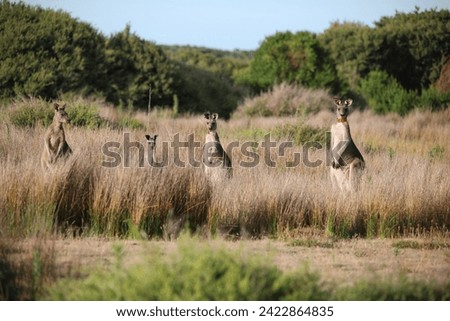 australia nature
kangaroo
green
animal australia 