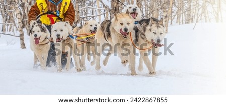 The Running sled dog team. Kamchatka Sled Dog Race Beringia, Russian Cup of Sled Dog Racing