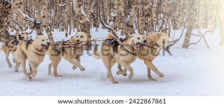 The Kamchatka Sled Dog Racing Beringia, Russian Cup of Sled Dog Racing