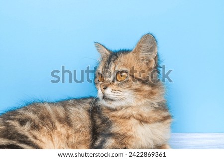 Cute brown Maine Coon kitten lying and posing on a wooden table isolated on a blue background.